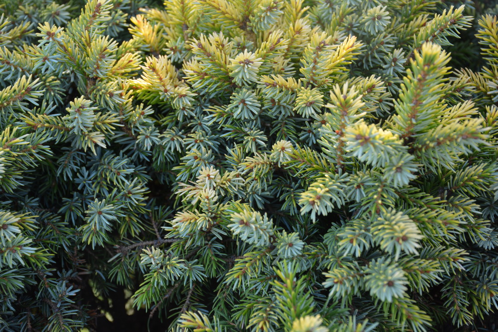 Ель сербская `Тейн`, Picea omorika `Tijn`_WRB_40-60 (2).JPG